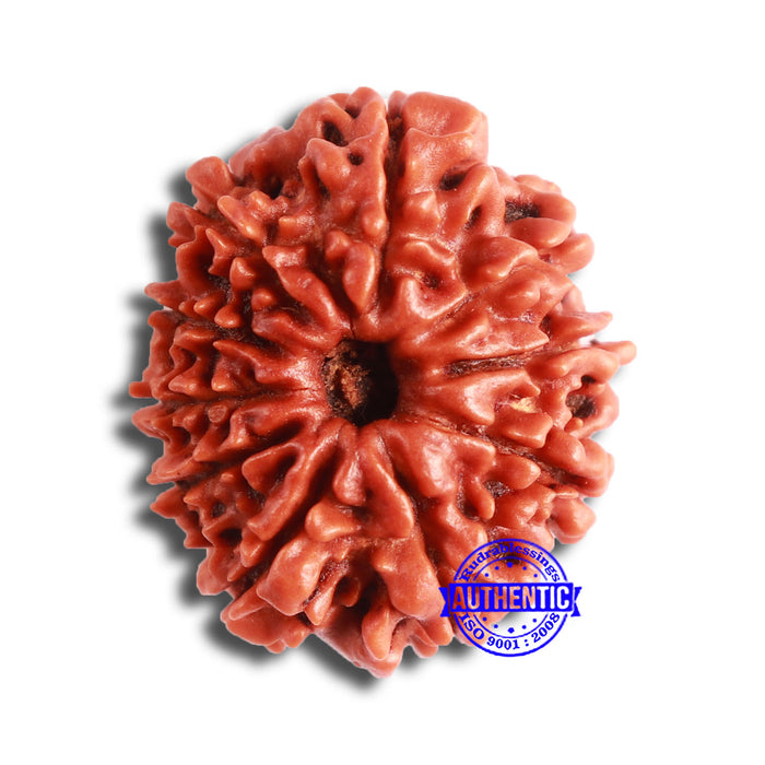 10 Mukhi Nepalese Rudraksha - Bead No 354