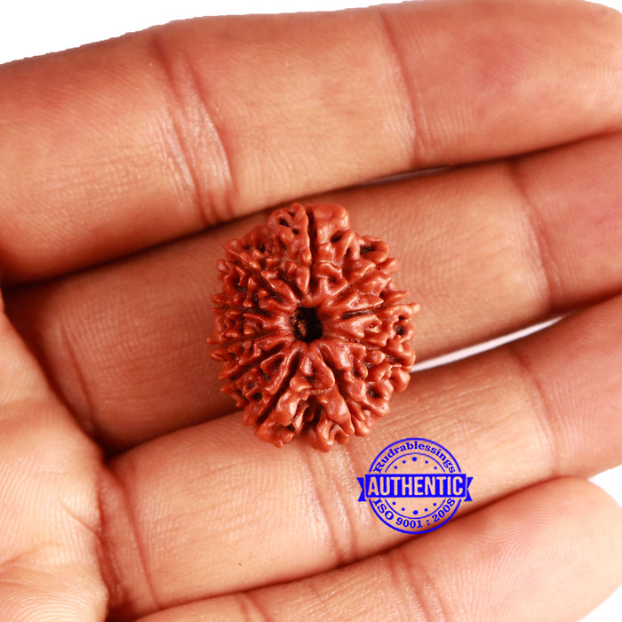 10 Mukhi Nepalese Rudraksha - Bead No 354