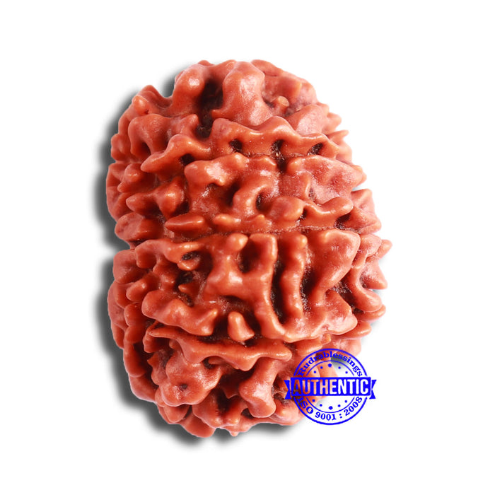 10 Mukhi Nepalese Rudraksha - Bead No 354