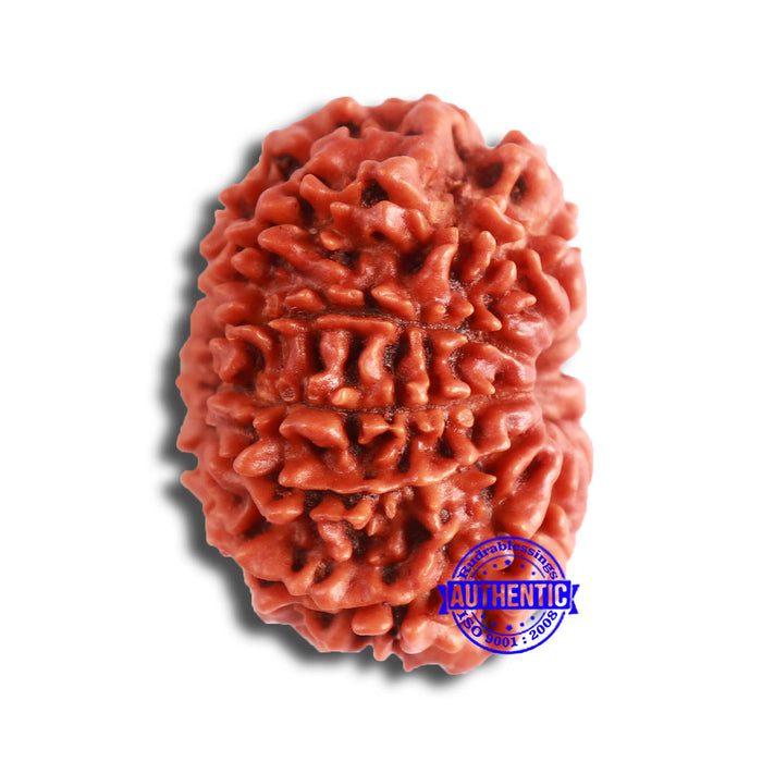 10 Mukhi Nepalese Rudraksha - Bead No 354