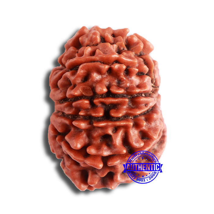 10 Mukhi Nepalese Rudraksha - Bead No. 355