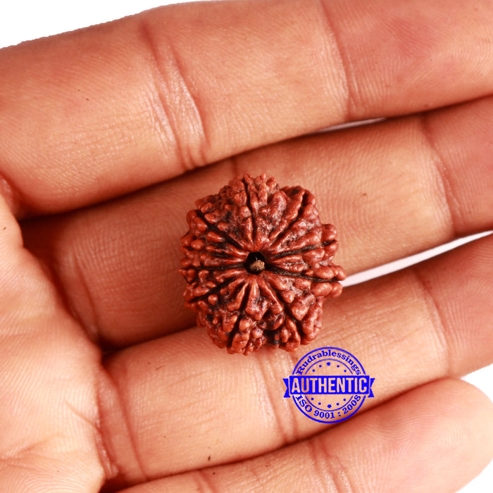 10 Mukhi Nepalese Rudraksha - Bead No 356