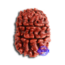 Load image into Gallery viewer, 10 Mukhi Nepalese Rudraksha - Bead No 356
