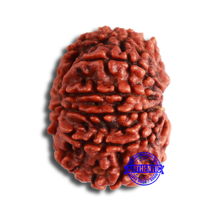 10 Mukhi Nepalese Rudraksha - Bead No 356