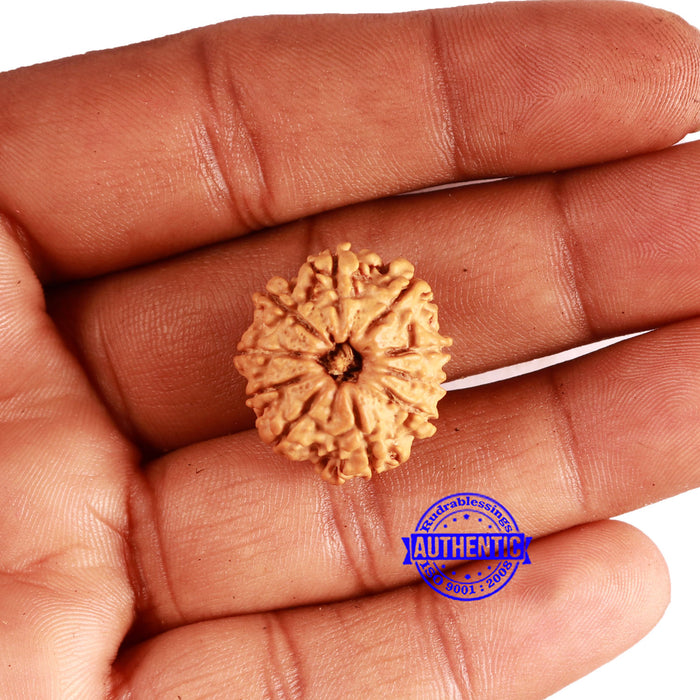 10 Mukhi Nepalese Rudraksha - Bead No. 357