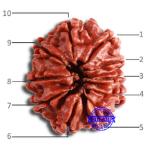 Load image into Gallery viewer, 10 Mukhi Nepalese Rudraksha - Bead No. 358
