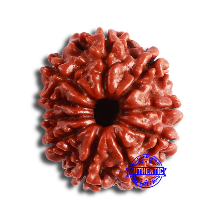 10 Mukhi Nepalese Rudraksha - Bead No. 358
