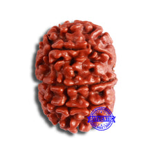 Load image into Gallery viewer, 10 Mukhi Nepalese Rudraksha - Bead No. 358
