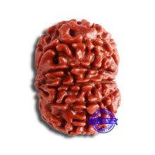 Load image into Gallery viewer, 10 Mukhi Nepalese Rudraksha - Bead No. 358
