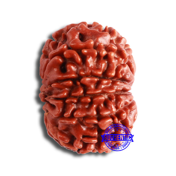 10 Mukhi Nepalese Rudraksha - Bead No. 358