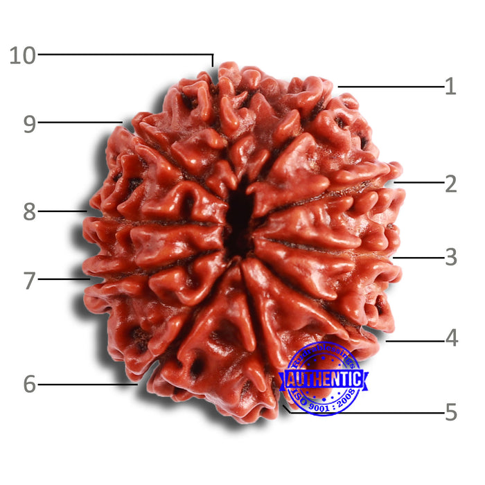10 Mukhi Nepalese Rudraksha - Bead No 359