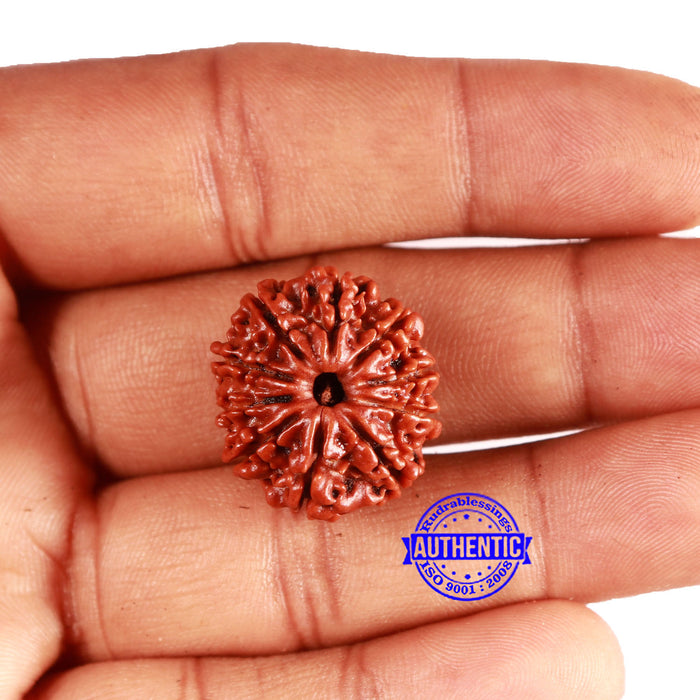 10 Mukhi Nepalese Rudraksha - Bead No 359