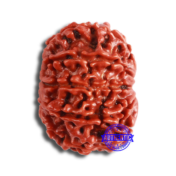 10 Mukhi Nepalese Rudraksha - Bead No 359