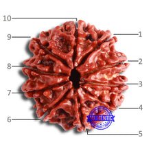 Load image into Gallery viewer, 10 Mukhi Nepalese Rudraksha - Bead No 360
