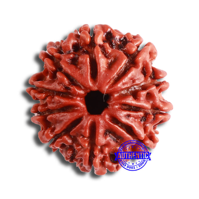 10 Mukhi Nepalese Rudraksha - Bead No 360