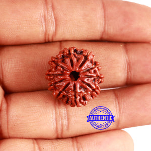 10 Mukhi Nepalese Rudraksha - Bead No 360