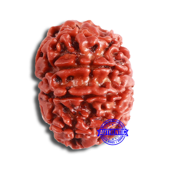 10 Mukhi Nepalese Rudraksha - Bead No 360