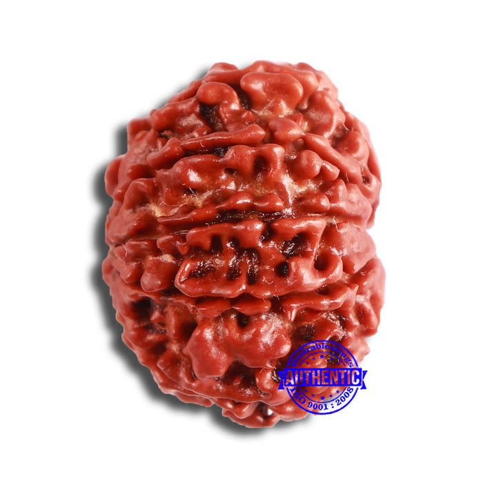 10 Mukhi Nepalese Rudraksha - Bead No 360
