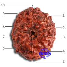 Load image into Gallery viewer, 10 Mukhi Rudraksha from Indonesia - Bead No. 66
