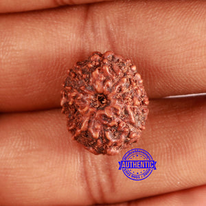 10 Mukhi Rudraksha from Indonesia - Bead No. 66