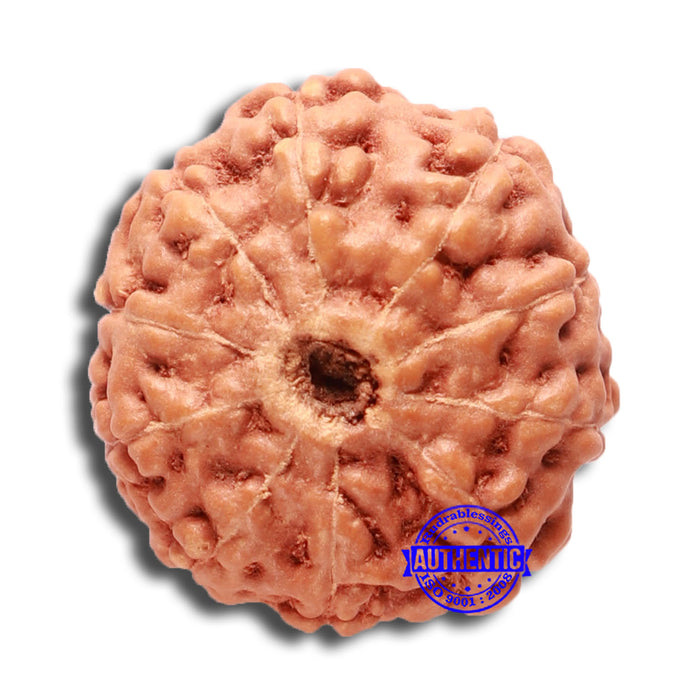 10 Mukhi Rudraksha from Indonesia - Bead No. 68