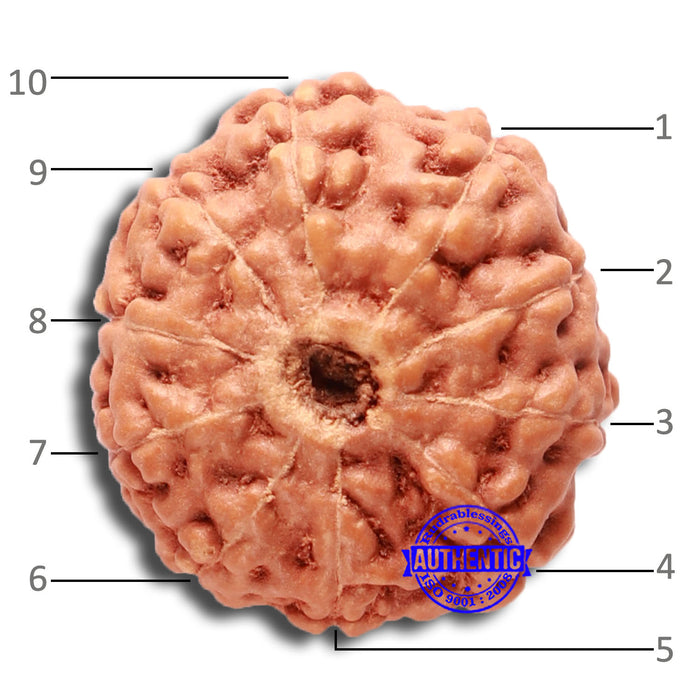 10 Mukhi Rudraksha from Indonesia - Bead No. 68
