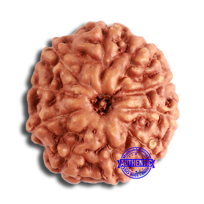 10 Mukhi Rudraksha from Indonesia - Bead No. 68