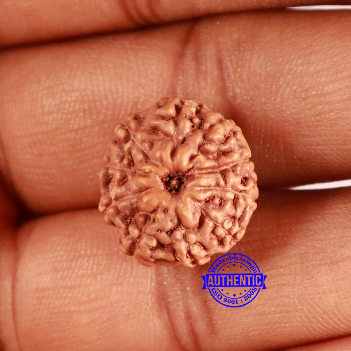 10 Mukhi Rudraksha from Indonesia - Bead No. 68