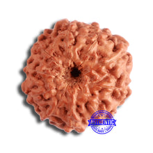 Load image into Gallery viewer, 10 Mukhi Rudraksha from Indonesia - Bead No. 91

