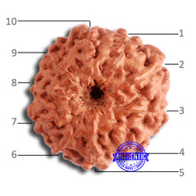 Load image into Gallery viewer, 10 Mukhi Rudraksha from Indonesia - Bead No. 91
