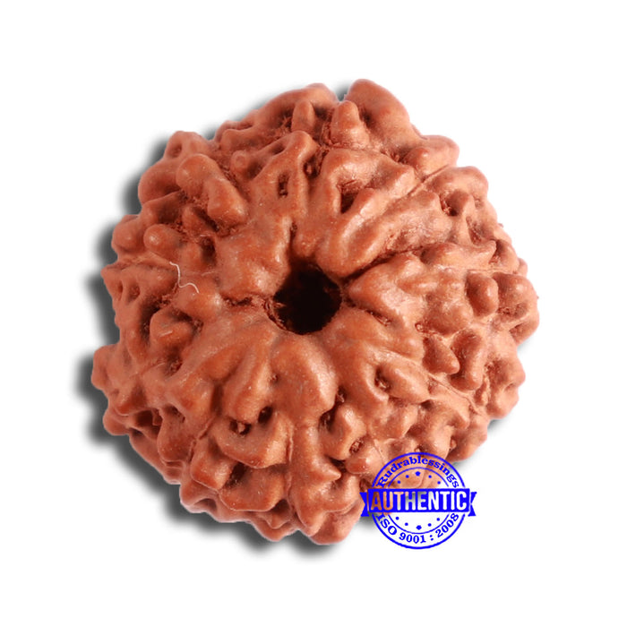 10 Mukhi Rudraksha from Indonesia - Bead No. 91