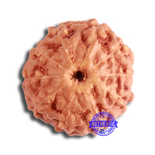 Load image into Gallery viewer, 10 Mukhi Rudraksha from Indonesia - Bead No. 94
