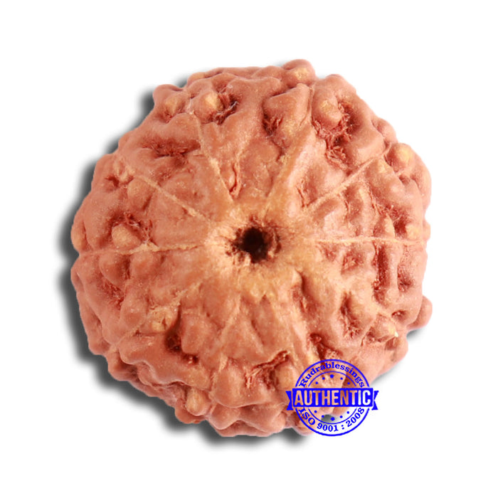 10 Mukhi Rudraksha from Indonesia - Bead No. 94