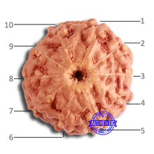 Load image into Gallery viewer, 10 Mukhi Rudraksha from Indonesia - Bead No. 94
