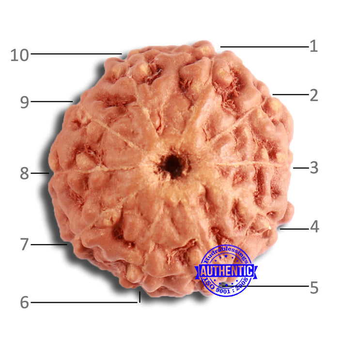 10 Mukhi Rudraksha from Indonesia - Bead No. 94