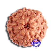 Load image into Gallery viewer, 10 Mukhi Rudraksha from Indonesia - Bead No. 94
