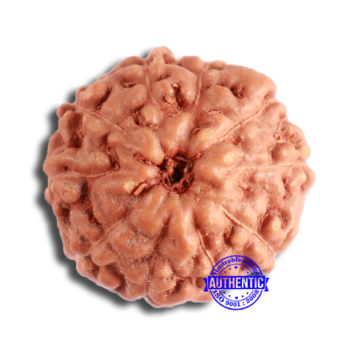 10 Mukhi Rudraksha from Indonesia - Bead No. 94