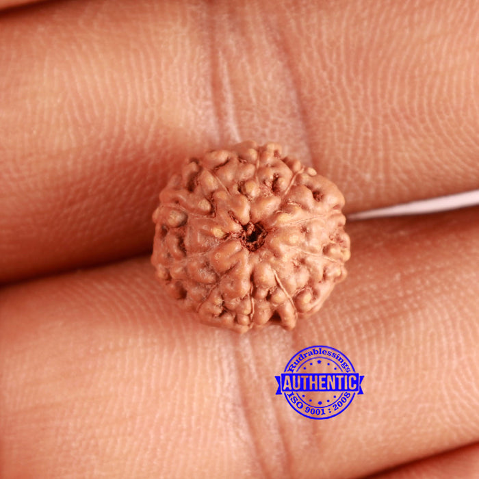 10 Mukhi Rudraksha from Indonesia - Bead No. 94