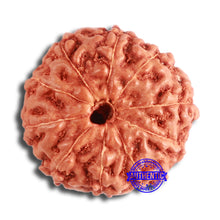 Load image into Gallery viewer, 10 Mukhi Rudraksha from Indonesia - Bead No. 95
