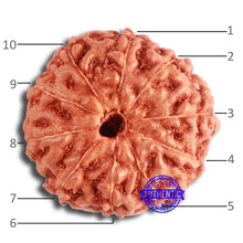 Load image into Gallery viewer, 10 Mukhi Rudraksha from Indonesia - Bead No. 95
