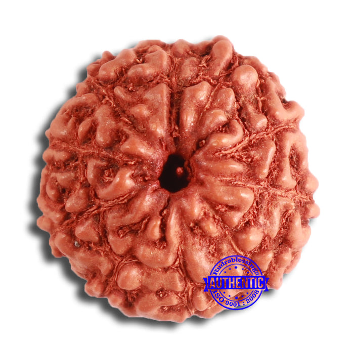 10 Mukhi Rudraksha from Indonesia - Bead No. 95