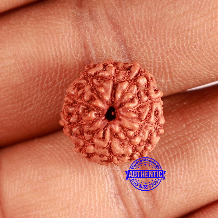 10 Mukhi Rudraksha from Indonesia - Bead No. 95