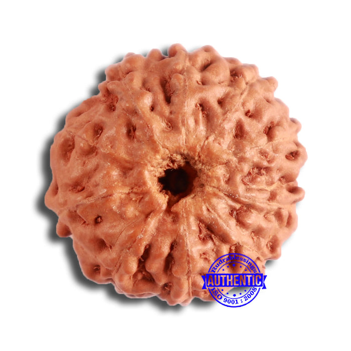 10 Mukhi Rudraksha from Indonesia - Bead No. 96