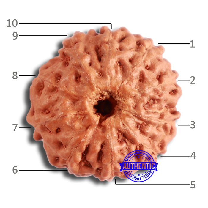10 Mukhi Rudraksha from Indonesia - Bead No. 96
