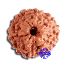 Load image into Gallery viewer, 10 Mukhi Rudraksha from Indonesia - Bead No. 96
