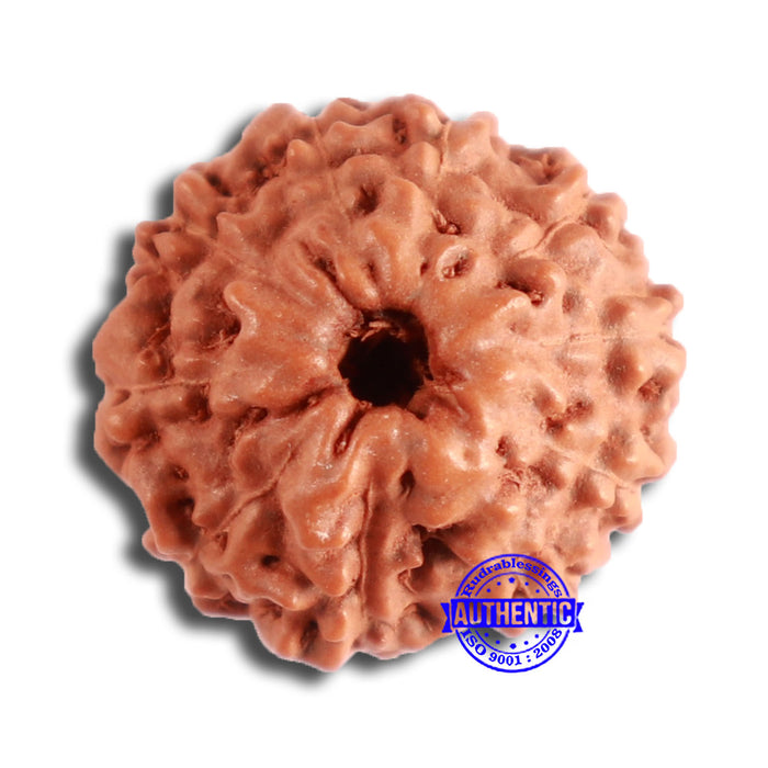 10 Mukhi Rudraksha from Indonesia - Bead No. 96