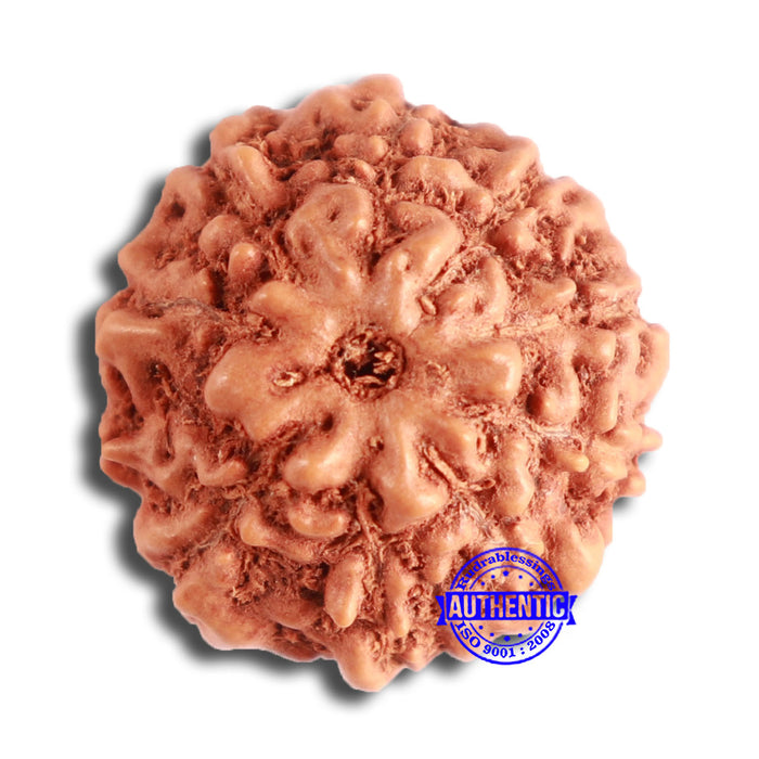 10 Mukhi Rudraksha from Indonesia - Bead No. 96A