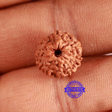 Load image into Gallery viewer, 10 Mukhi Rudraksha from Indonesia - Bead No. 96
