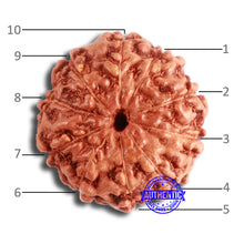 Load image into Gallery viewer, 10 Mukhi Rudraksha from Indonesia - Bead No. 98
