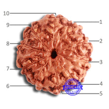 Load image into Gallery viewer, 10 Mukhi Rudraksha from Indonesia - Bead No. 98
